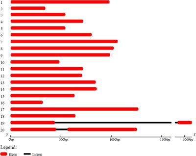 Genome-wide identification and characterization of OVATE family proteins in Betula luminifera reveals involvement of BlOFP3 and BlOFP5 genes in leaf development